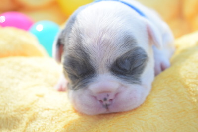 Blue fawn pied