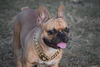 Luger