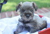 Puppies